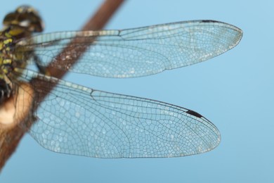 Beautiful dragonfly on light blue background, macro view