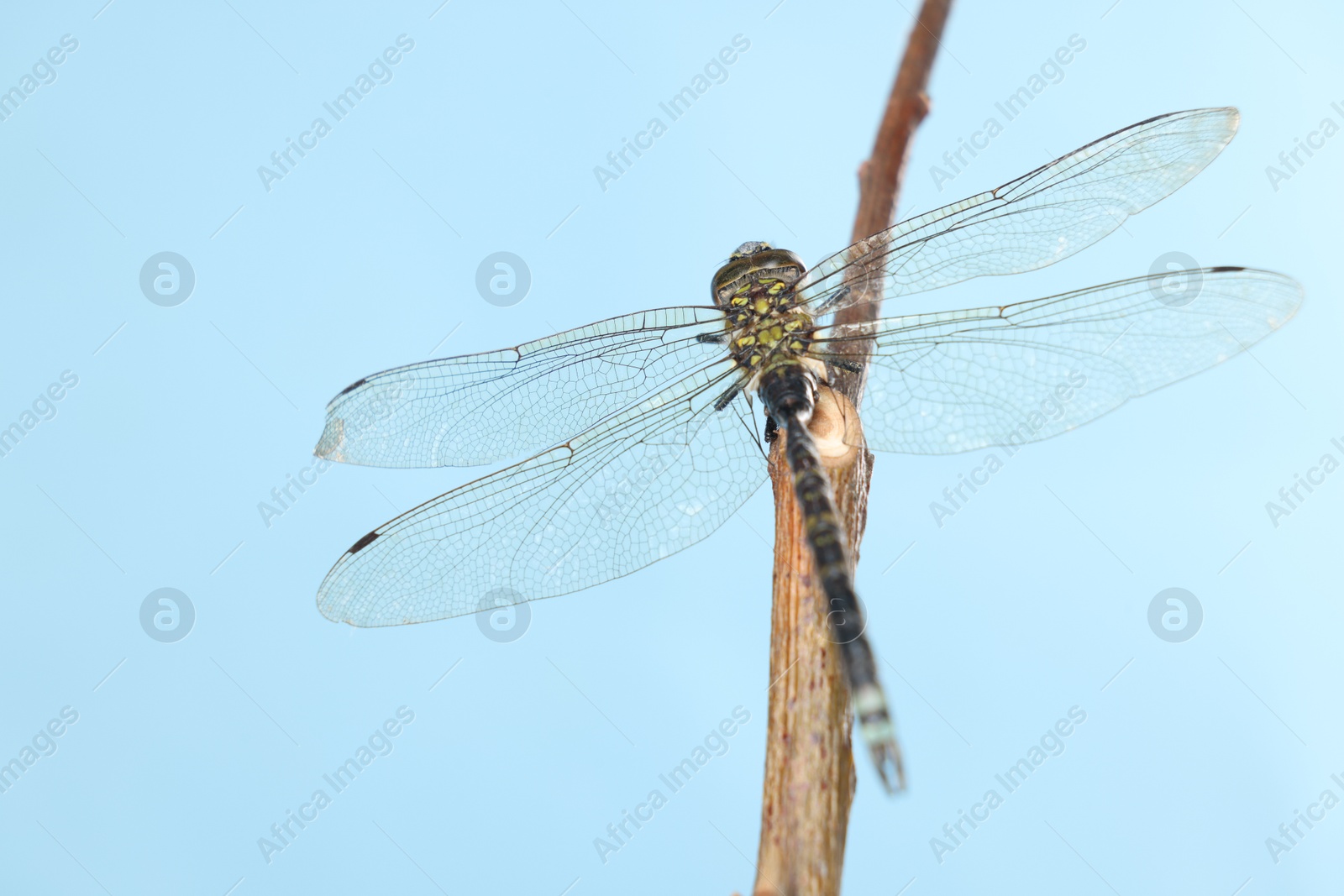 Photo of Beautiful dragonfly on light blue background, macro view