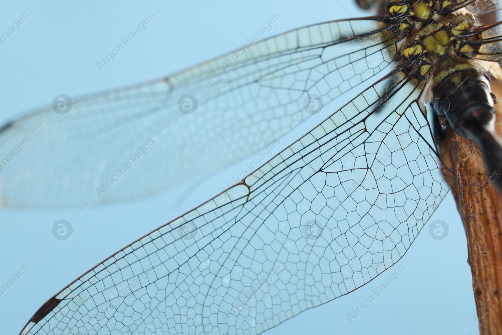 Photo of Beautiful dragonfly on light blue background, macro view