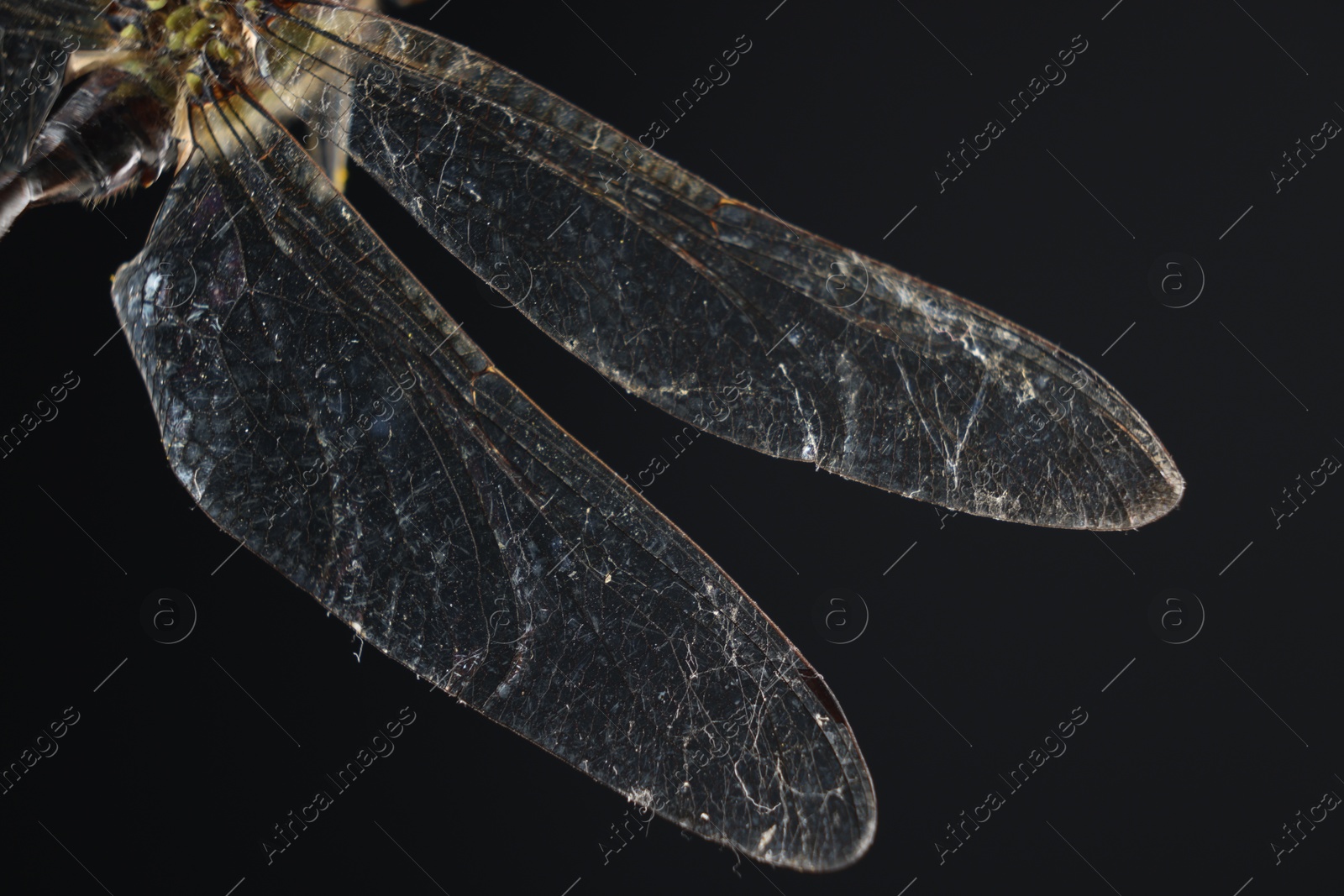 Photo of Beautiful dragonfly on black background, macro view