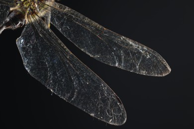 Beautiful dragonfly on black background, macro view