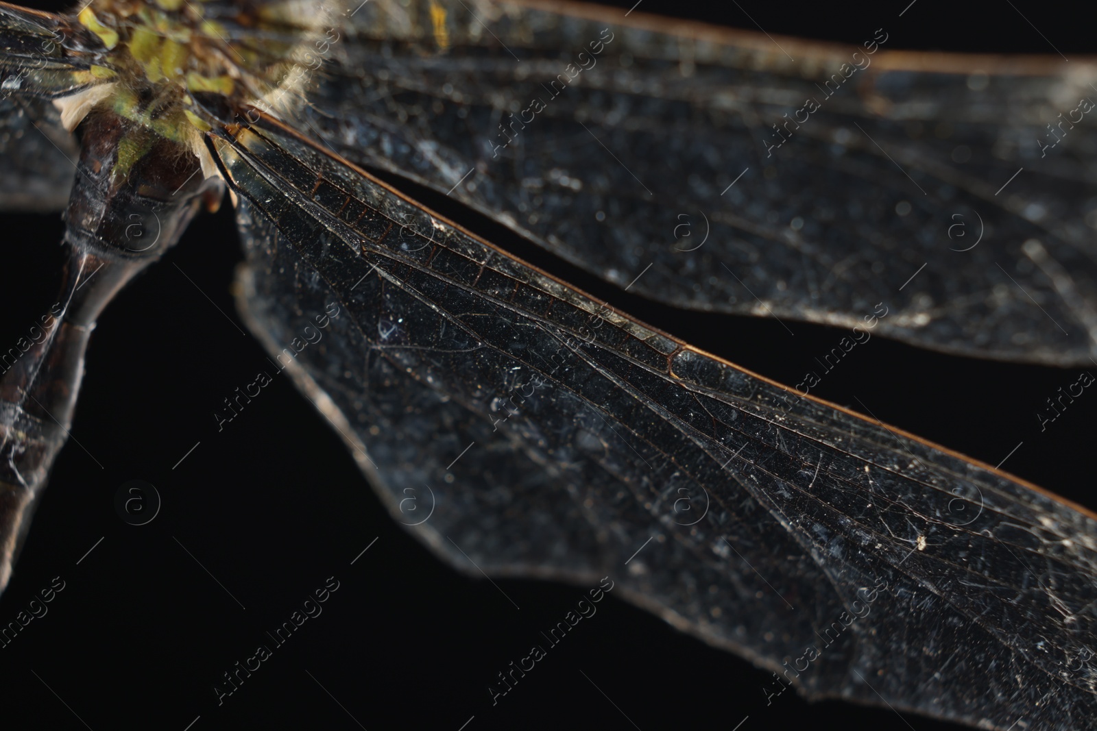 Photo of Beautiful dragonfly on black background, macro view