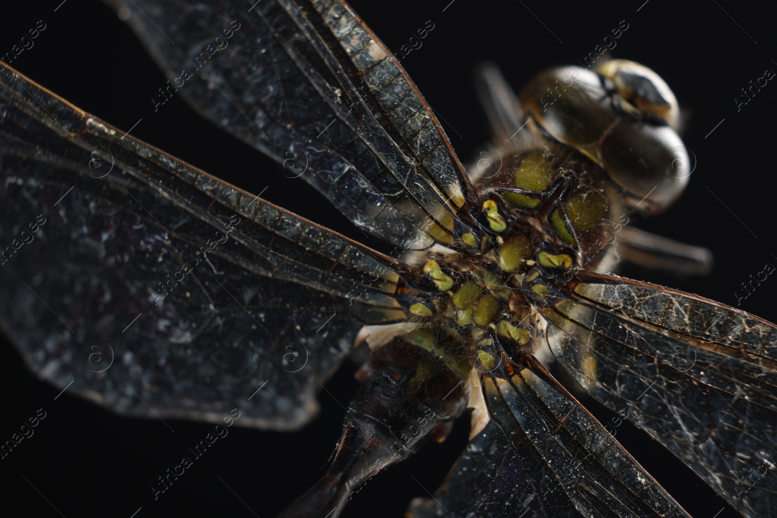 Photo of Beautiful dragonfly on black background, macro view