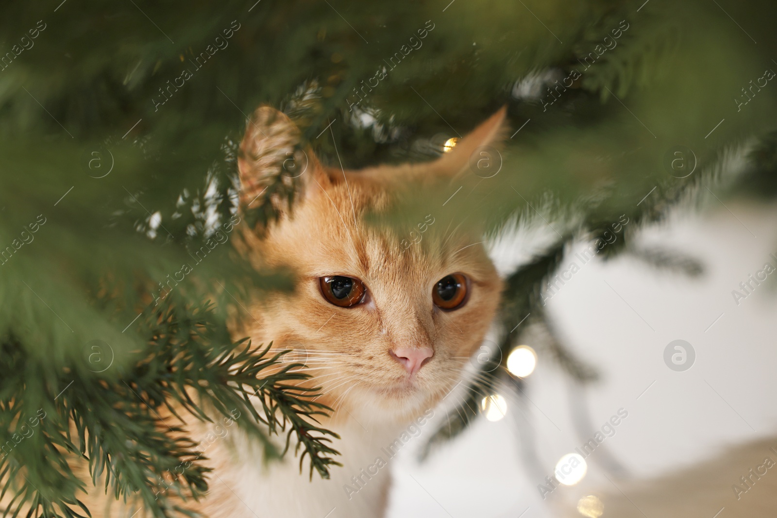 Photo of Cute ginger cat under Christmas tree indoors, closeup