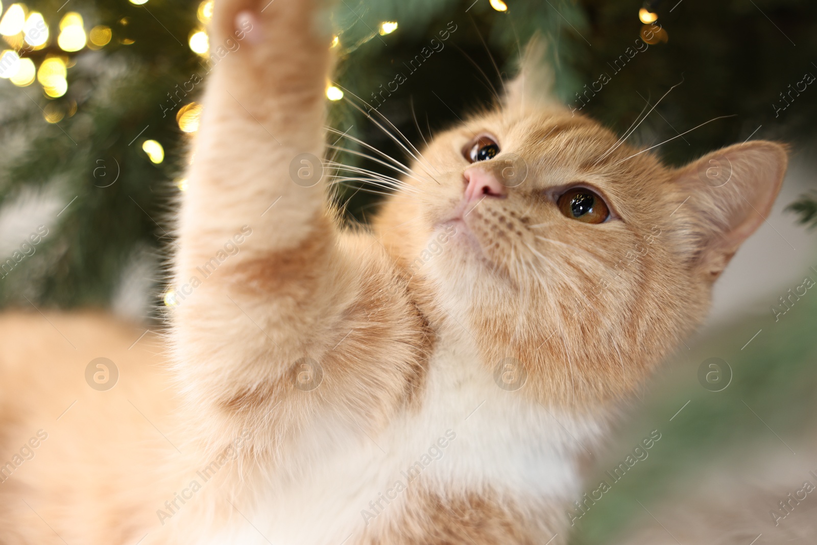 Photo of Cute ginger cat under Christmas tree indoors, closeup