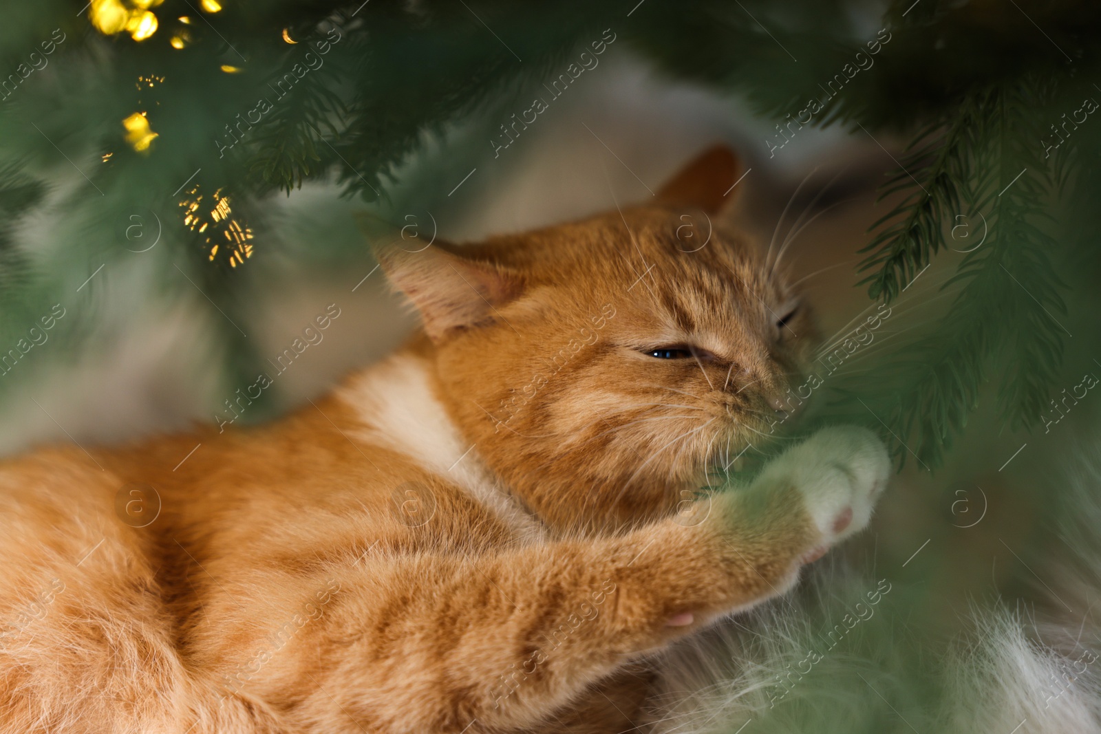 Photo of Cute ginger cat under Christmas tree indoors, closeup