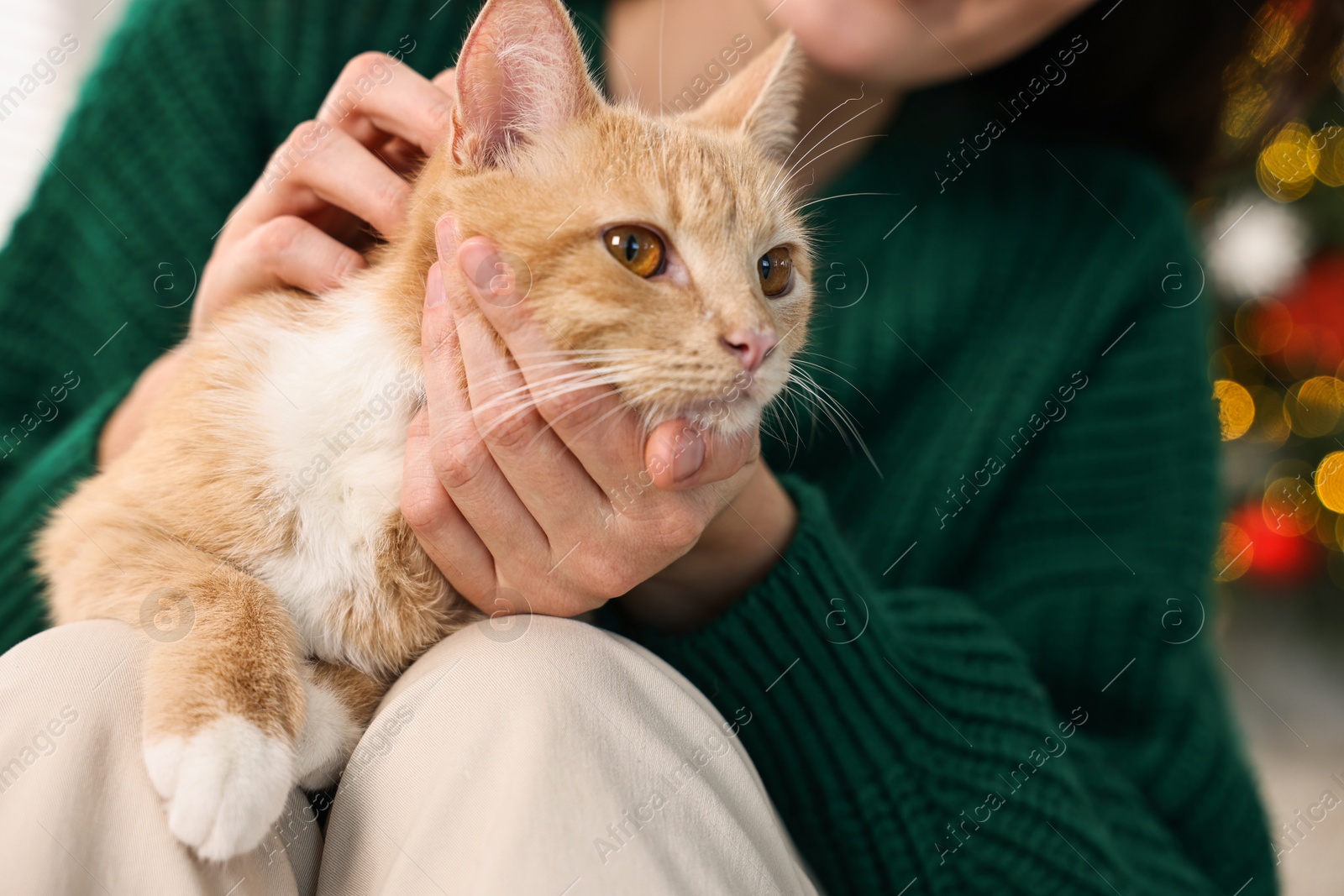 Photo of Woman petting cute ginger cat against blurred Christmas lights indoors, closeup