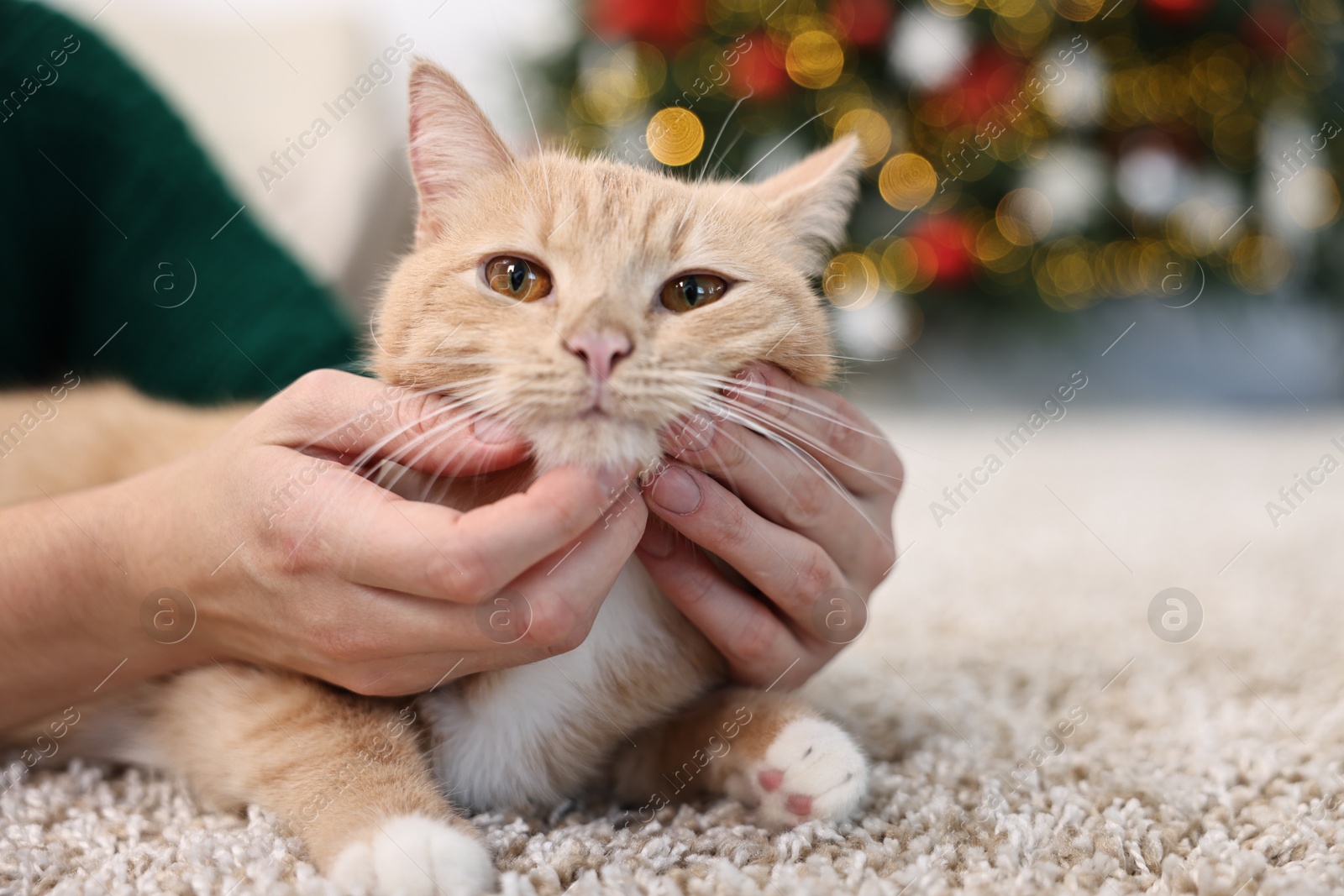 Photo of Woman petting cute ginger cat on rug against blurred Christmas lights indoors, closeup