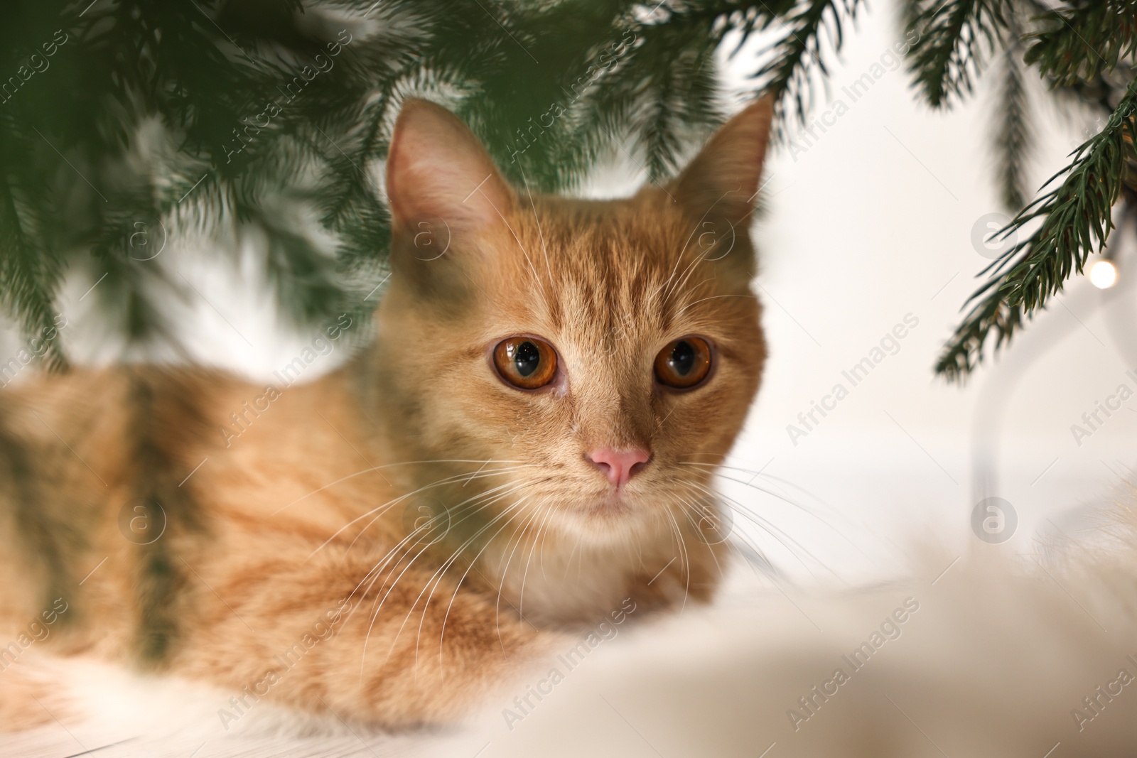 Photo of Cute ginger cat under Christmas tree indoors, closeup