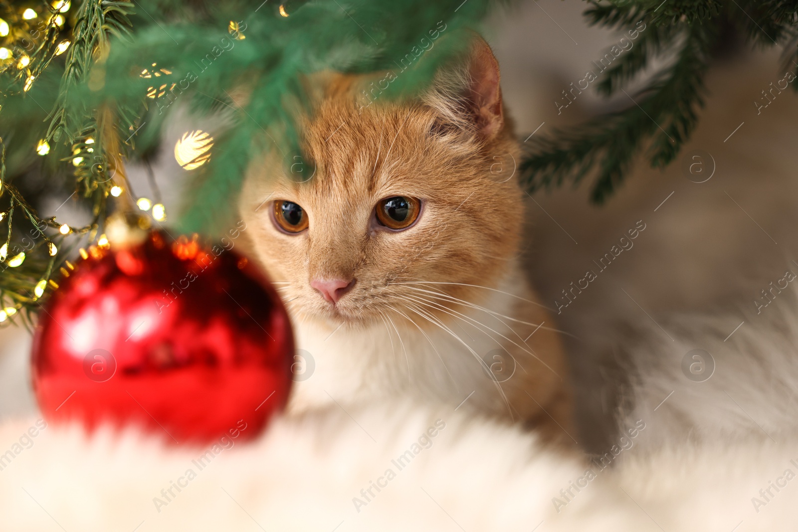 Photo of Cute ginger cat under decorated Christmas tree indoors, closeup