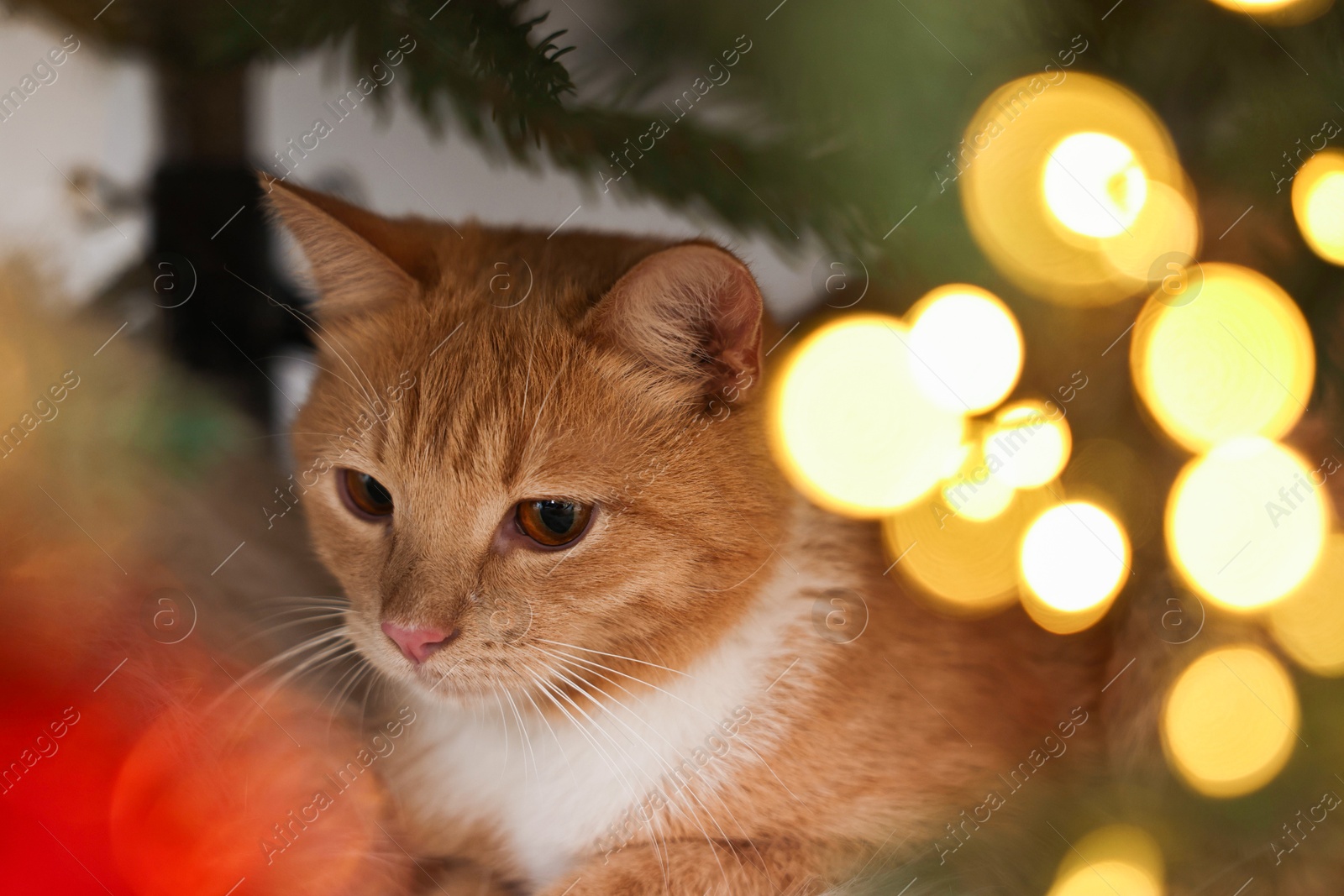 Photo of Cute ginger cat under decorated Christmas tree indoors, closeup