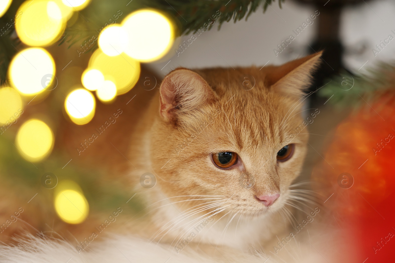 Photo of Cute ginger cat under decorated Christmas tree indoors, closeup