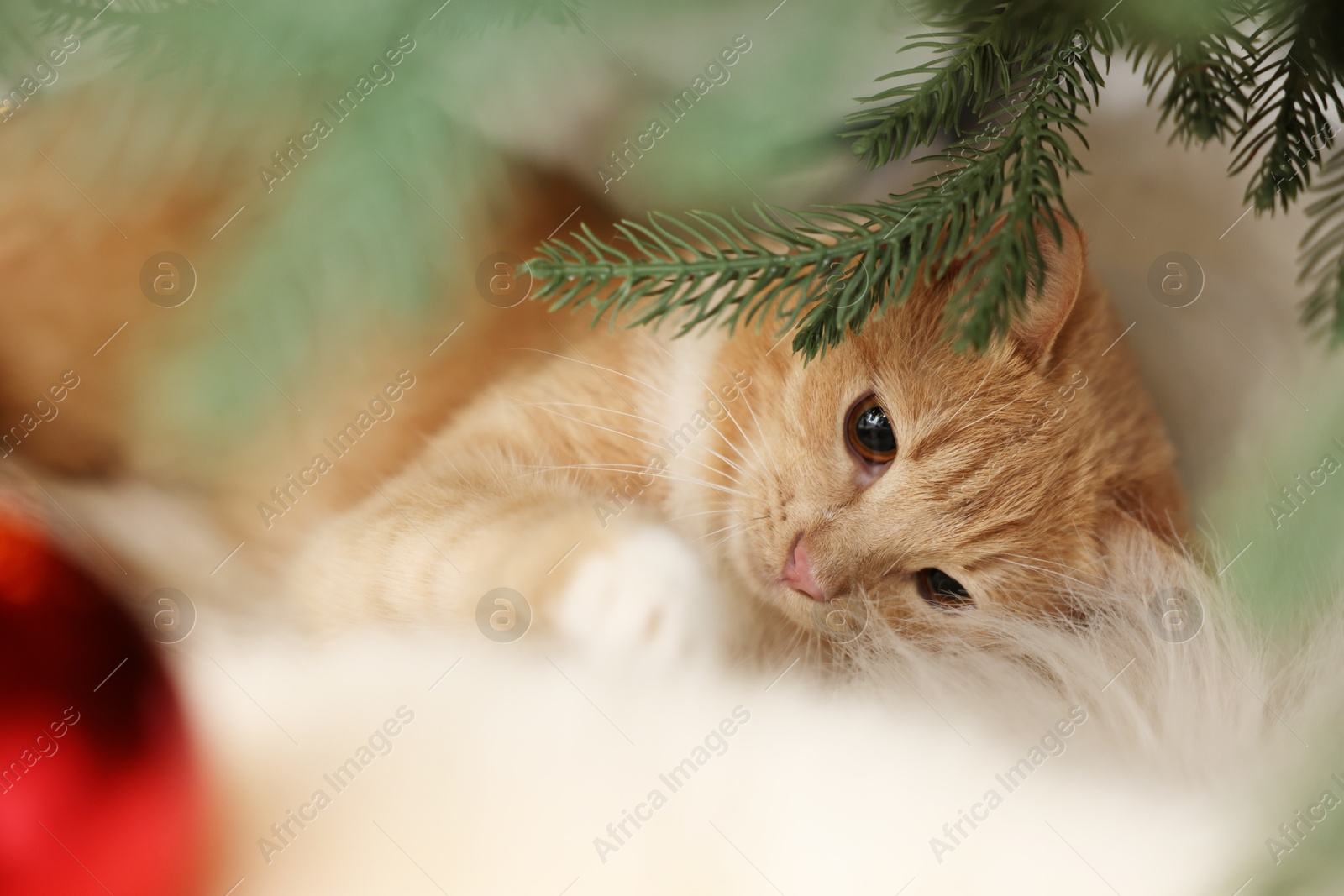 Photo of Cute ginger cat under Christmas tree indoors, closeup