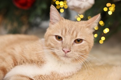 Photo of Cute ginger cat lying on rug in room decorated for Christmas, closeup