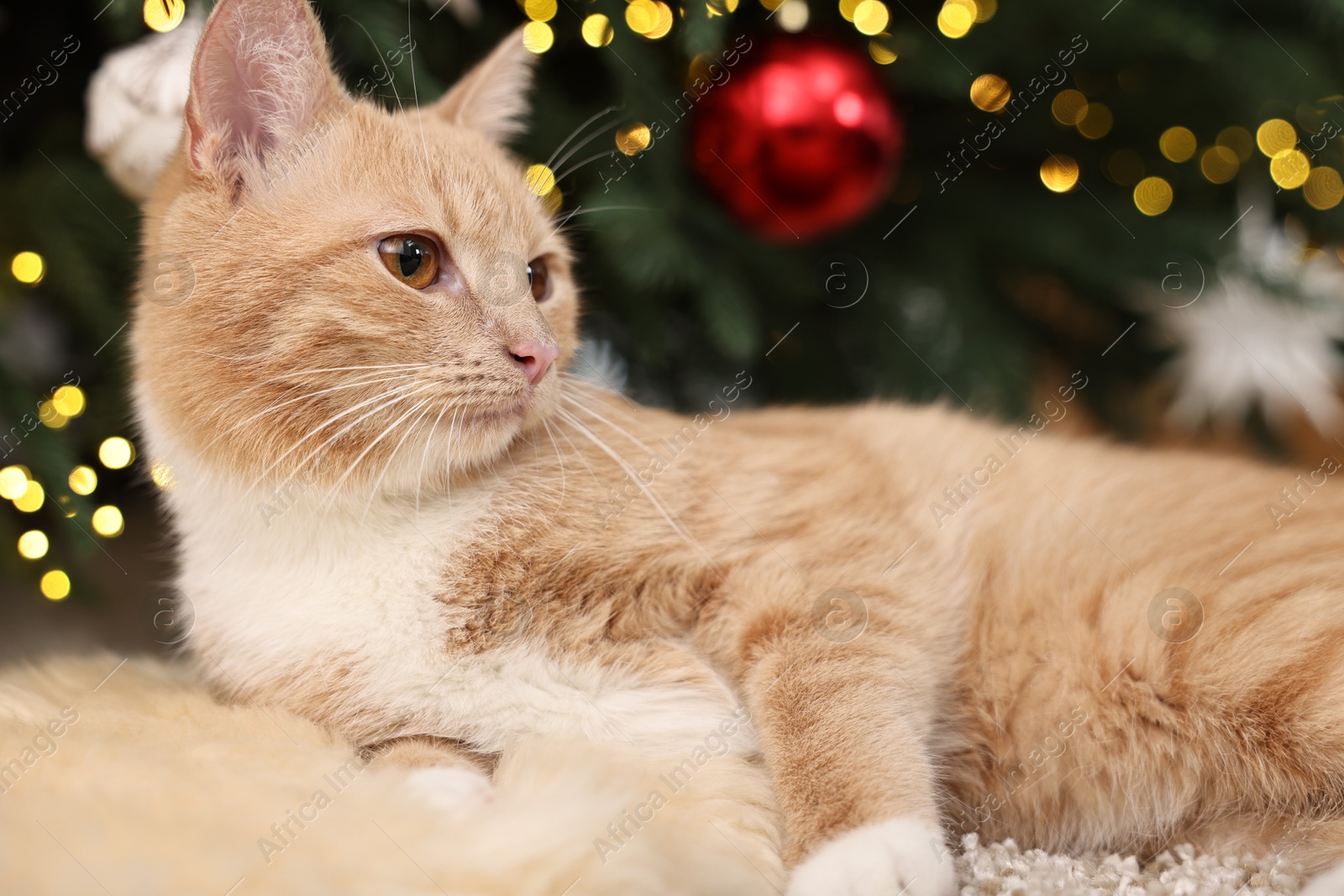 Photo of Cute ginger cat lying on rug near Christmas tree indoors, closeup