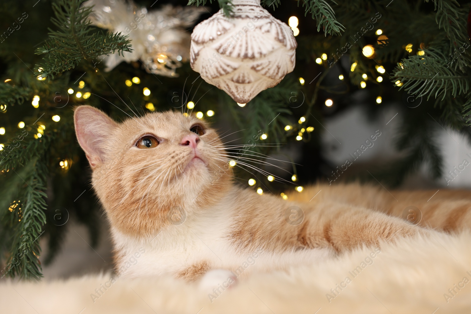 Photo of Cute ginger cat lying on rug near Christmas tree indoors, closeup