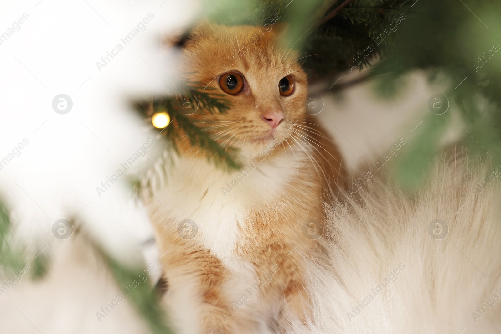 Photo of Cute ginger cat under Christmas tree indoors, closeup