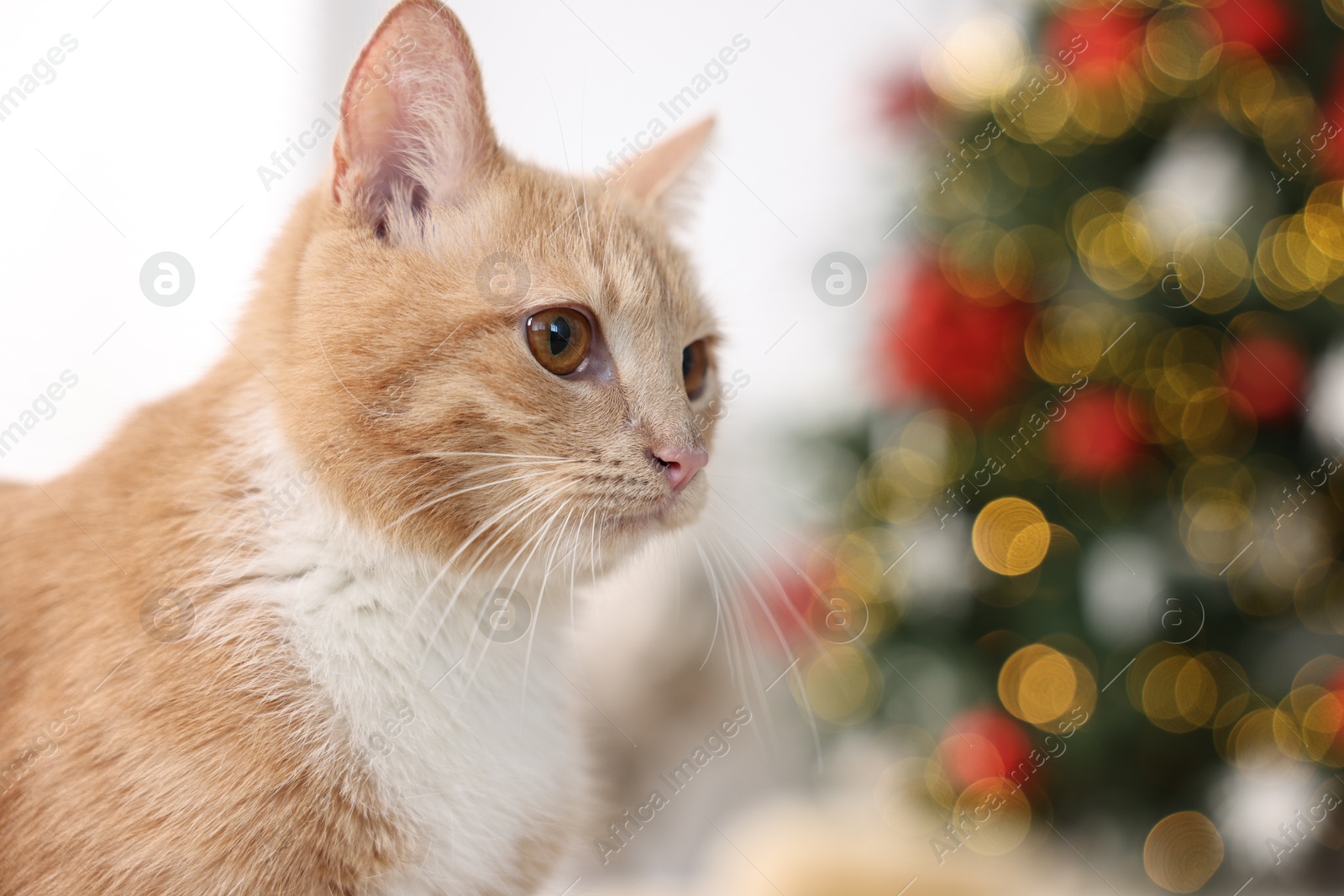 Photo of Cute ginger cat in room decorated for Christmas, closeup