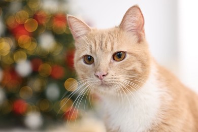 Photo of Cute ginger cat in room decorated for Christmas, closeup