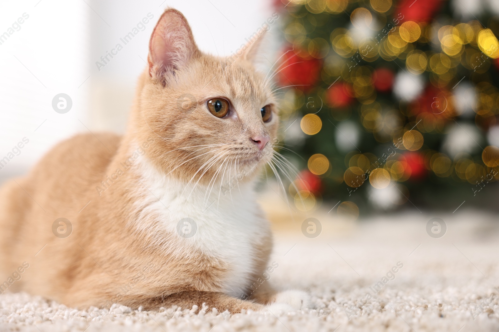 Photo of Cute ginger cat lying on rug in room decorated for Christmas, closeup