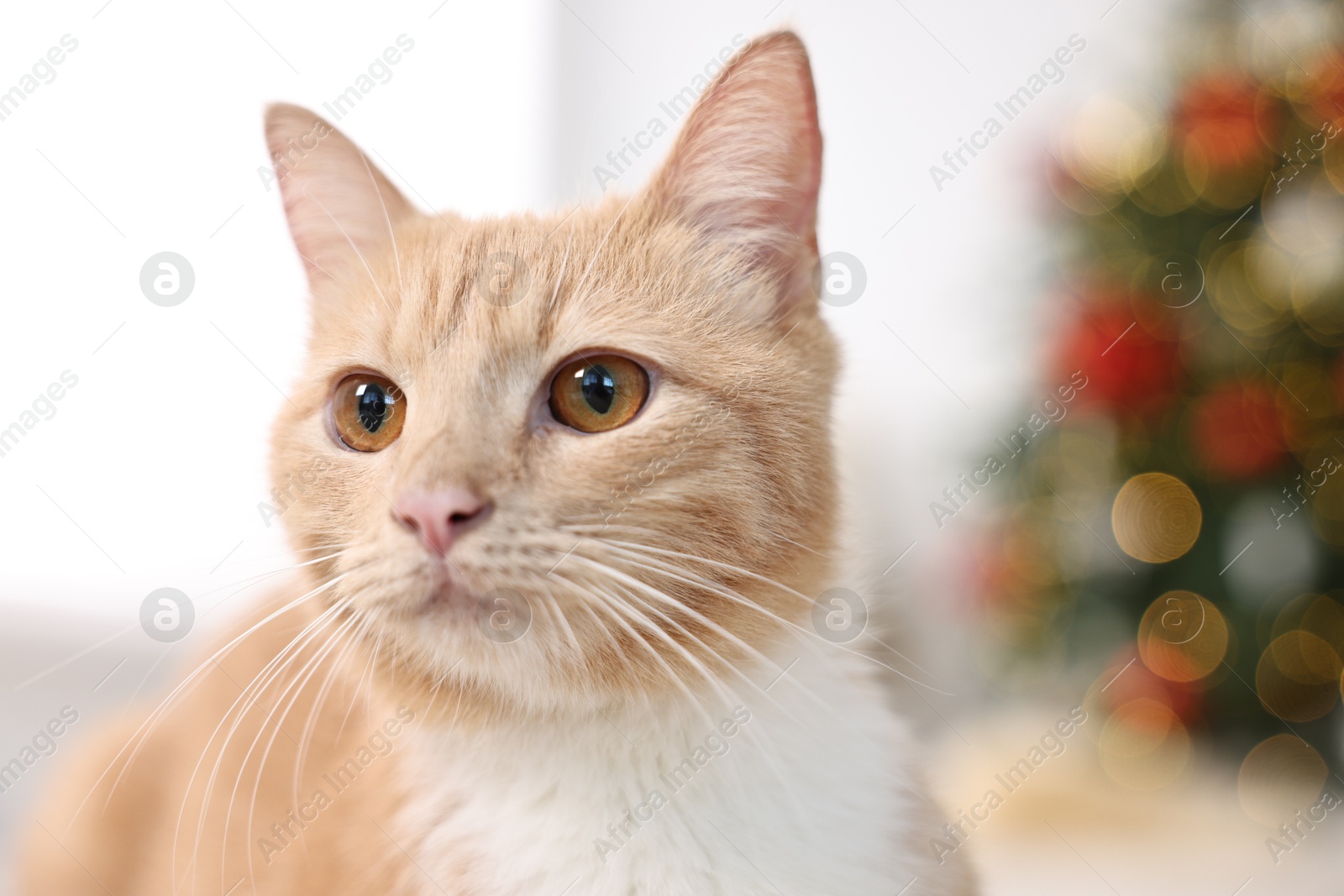 Photo of Cute ginger cat in room decorated for Christmas, closeup