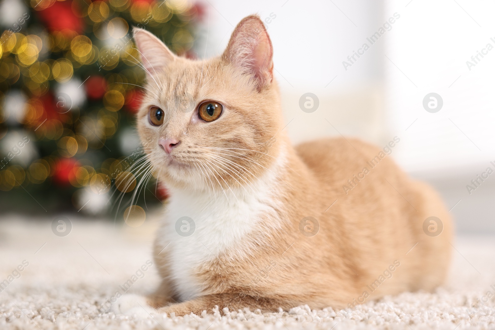 Photo of Cute ginger cat lying on rug in room decorated for Christmas, closeup