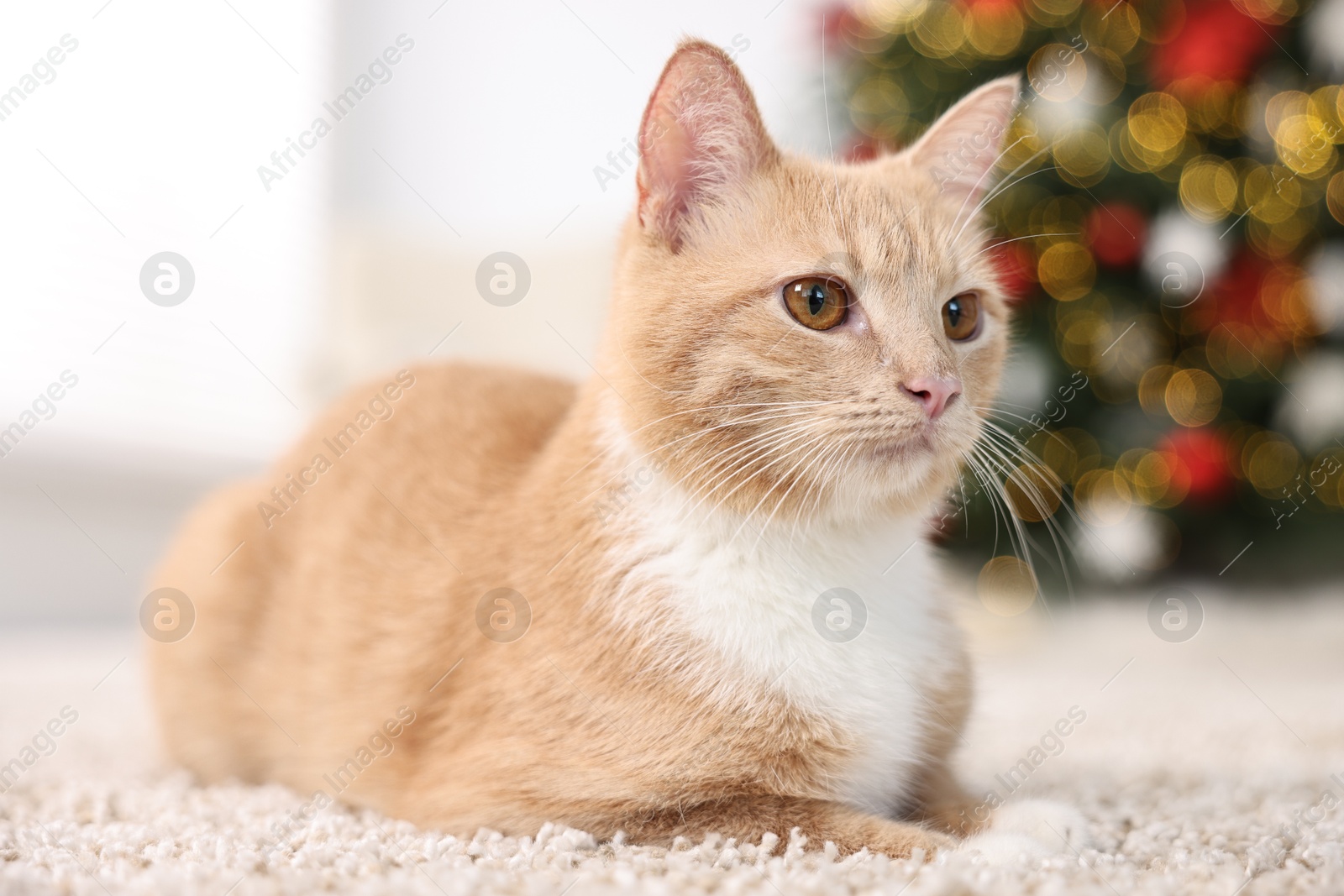 Photo of Cute ginger cat lying on rug in room decorated for Christmas, closeup