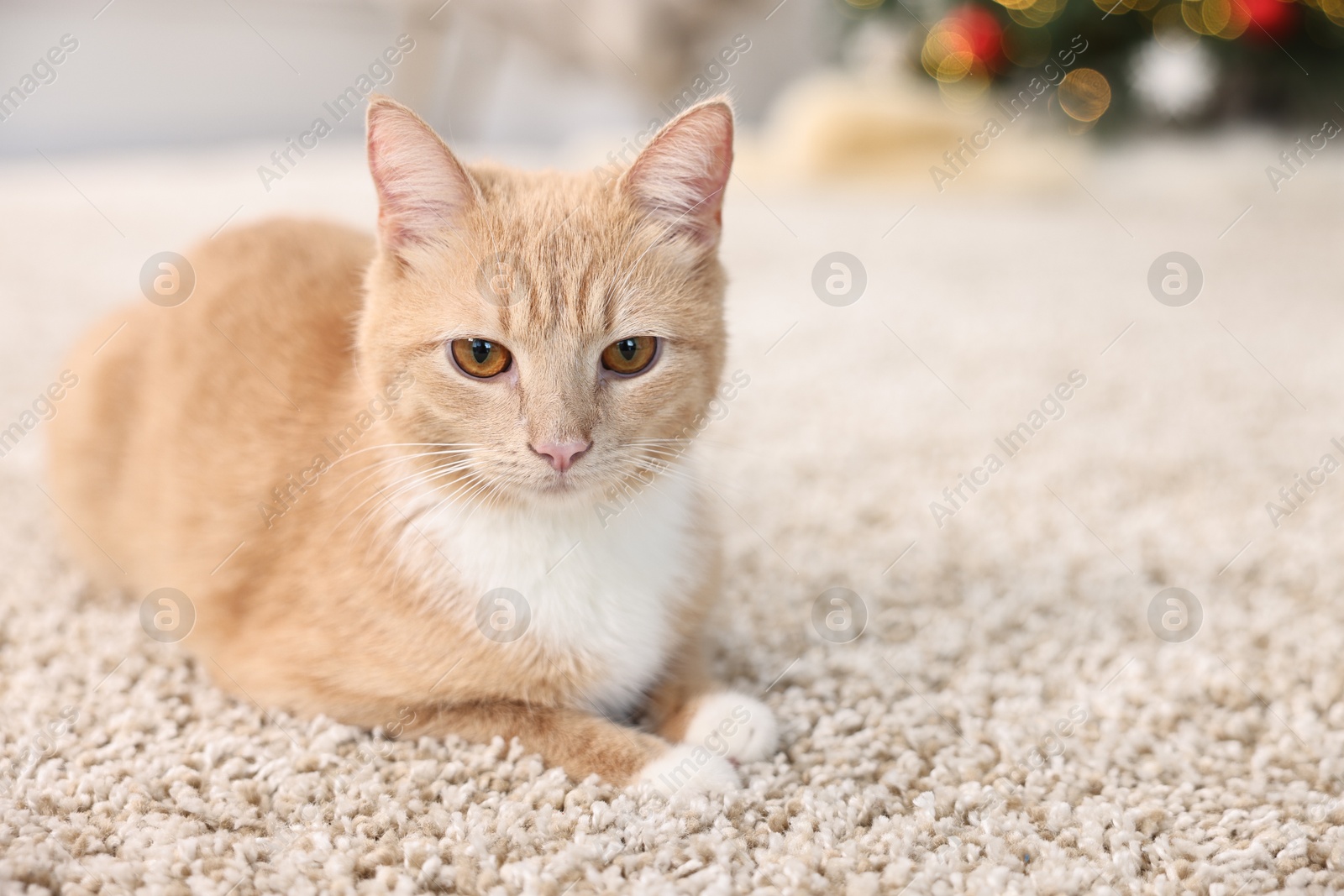 Photo of Cute ginger cat lying on rug indoors, closeup. Space for text