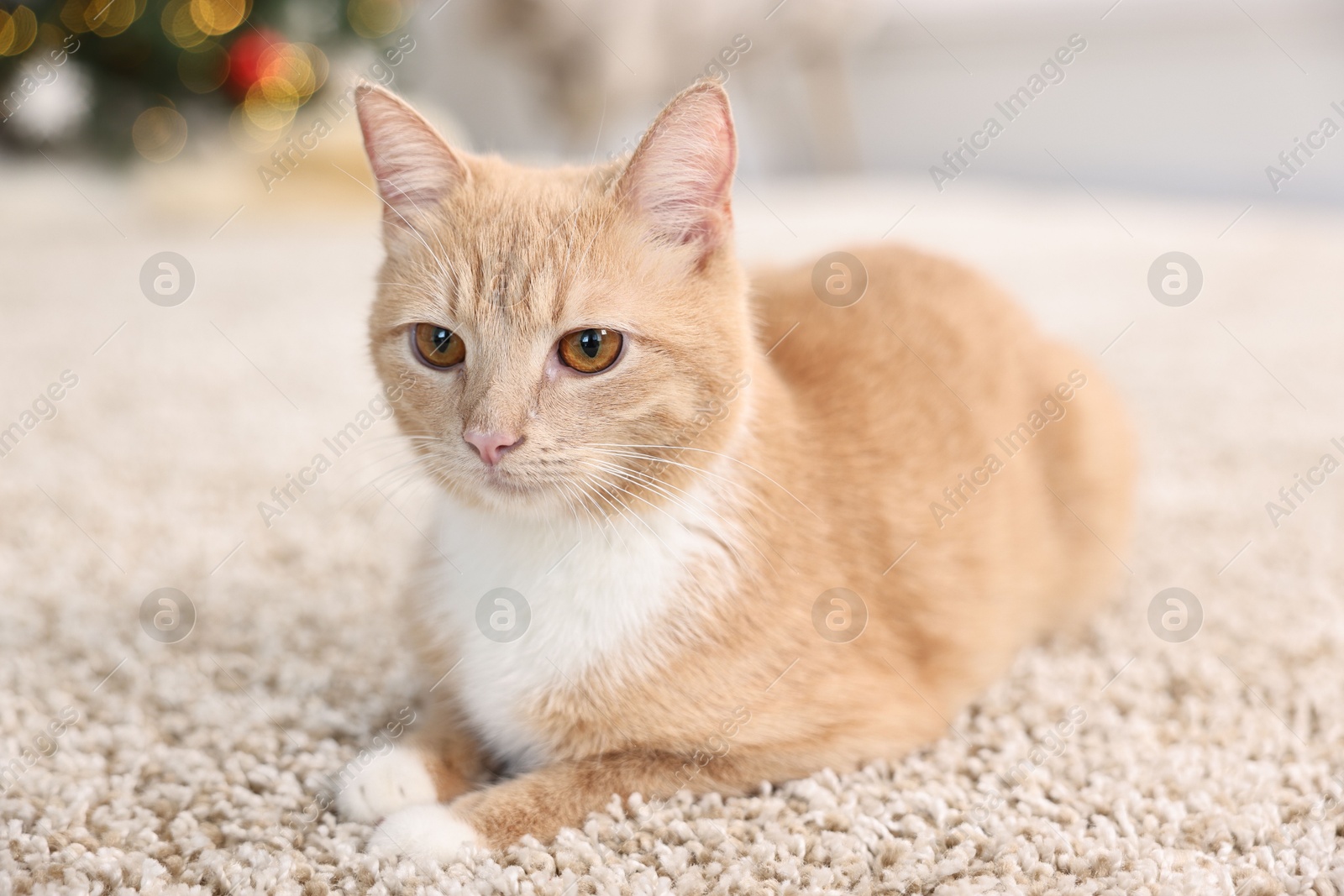 Photo of Cute ginger cat lying on rug indoors, closeup