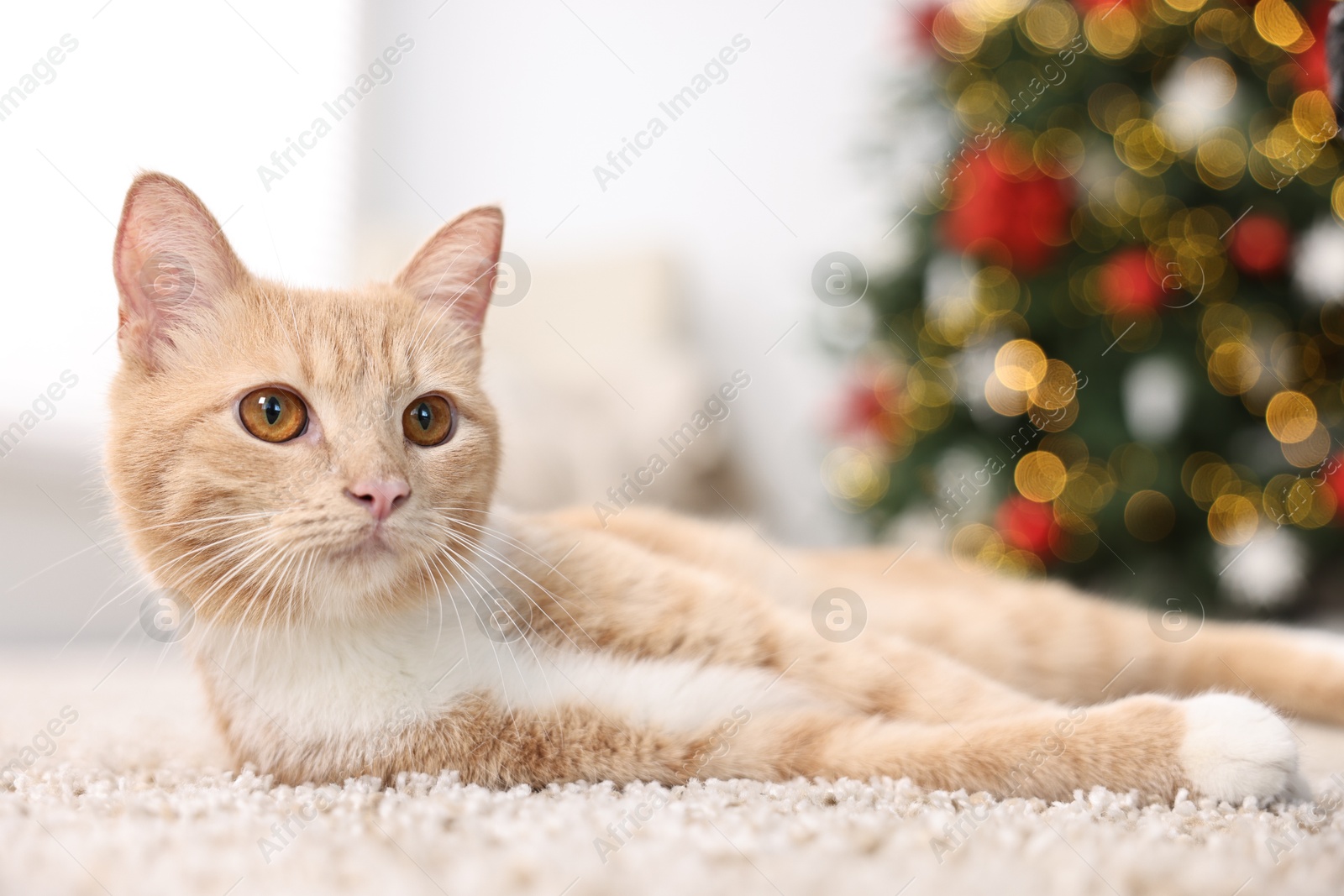 Photo of Cute ginger cat lying on rug in room decorated for Christmas, closeup