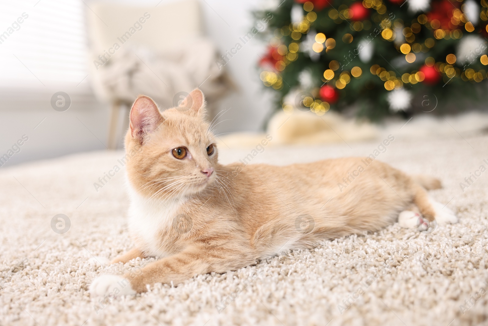 Photo of Cute ginger cat lying on rug in room decorated for Christmas