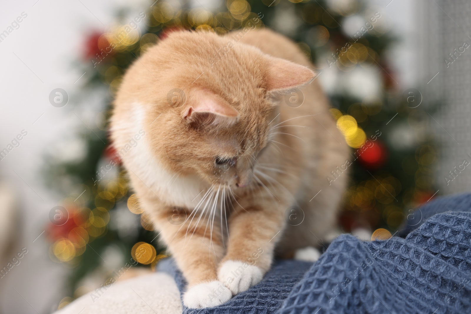 Photo of Cute ginger cat on blanket in room decorated for Christmas, closeup