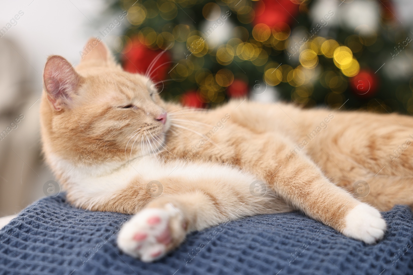 Photo of Cute ginger cat lying on blanket in room decorated for Christmas, closeup