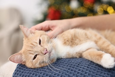 Photo of Woman petting cute ginger cat in room decorated for Christmas, closeup