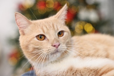 Photo of Cute ginger cat in room decorated for Christmas, closeup