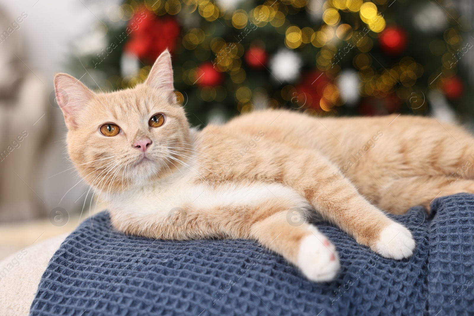 Photo of Cute ginger cat lying on blanket in room decorated for Christmas, closeup