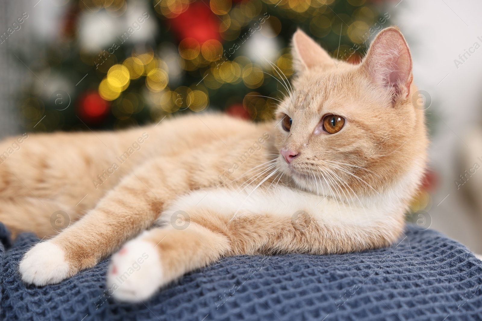 Photo of Cute ginger cat lying on blanket in room decorated for Christmas, closeup