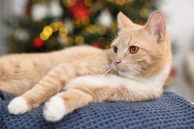 Photo of Cute ginger cat lying on blanket in room decorated for Christmas, closeup