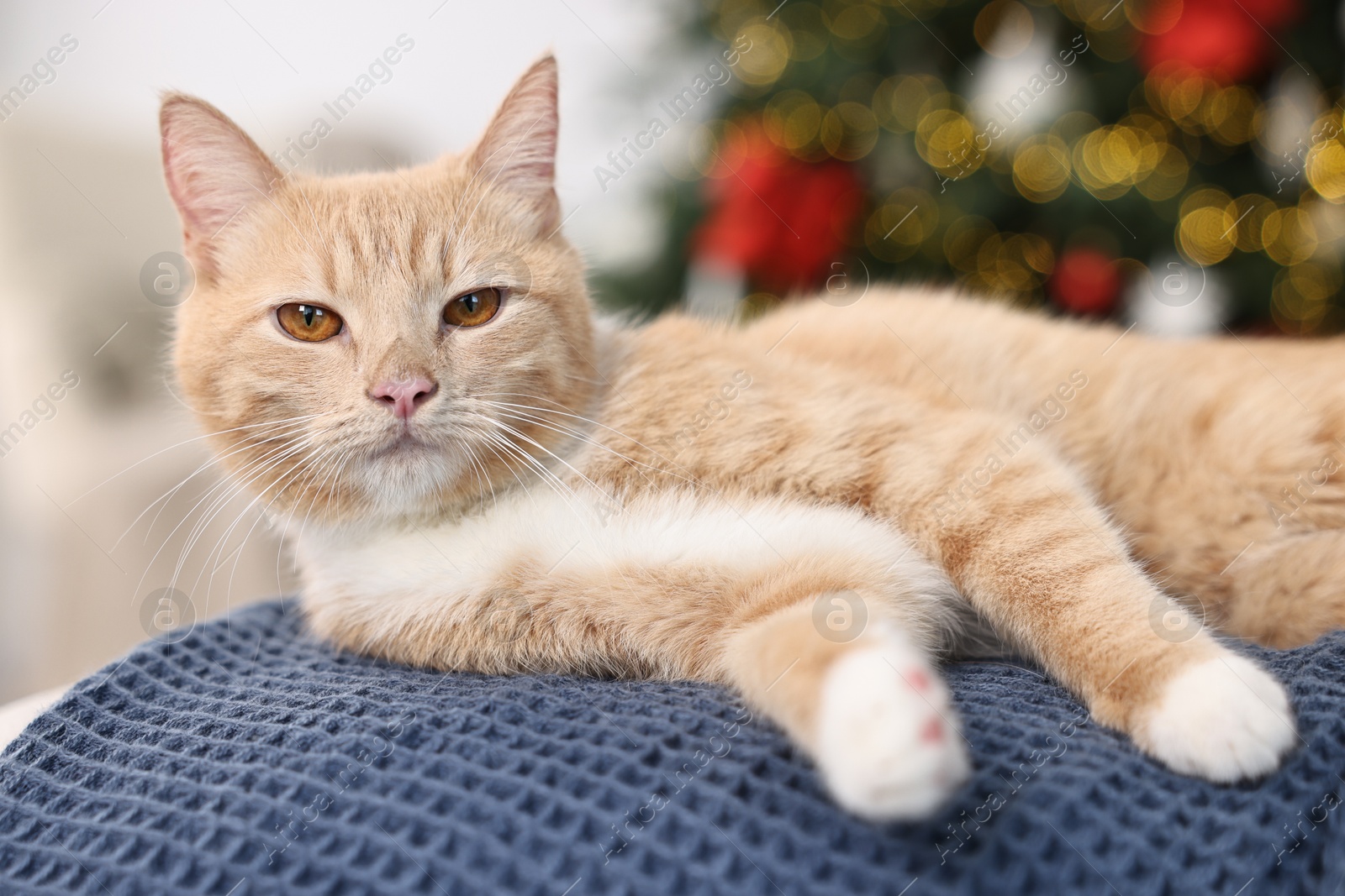 Photo of Cute ginger cat lying on blanket in room decorated for Christmas, closeup