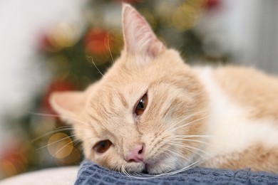 Photo of Cute ginger cat lying on blanket in room decorated for Christmas