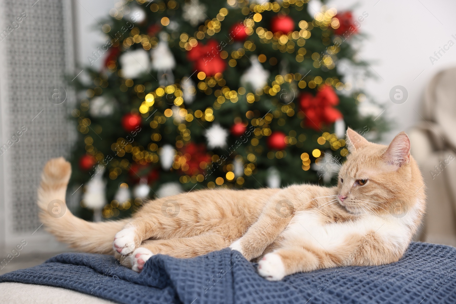 Photo of Cute ginger cat lying on blanket in room decorated for Christmas