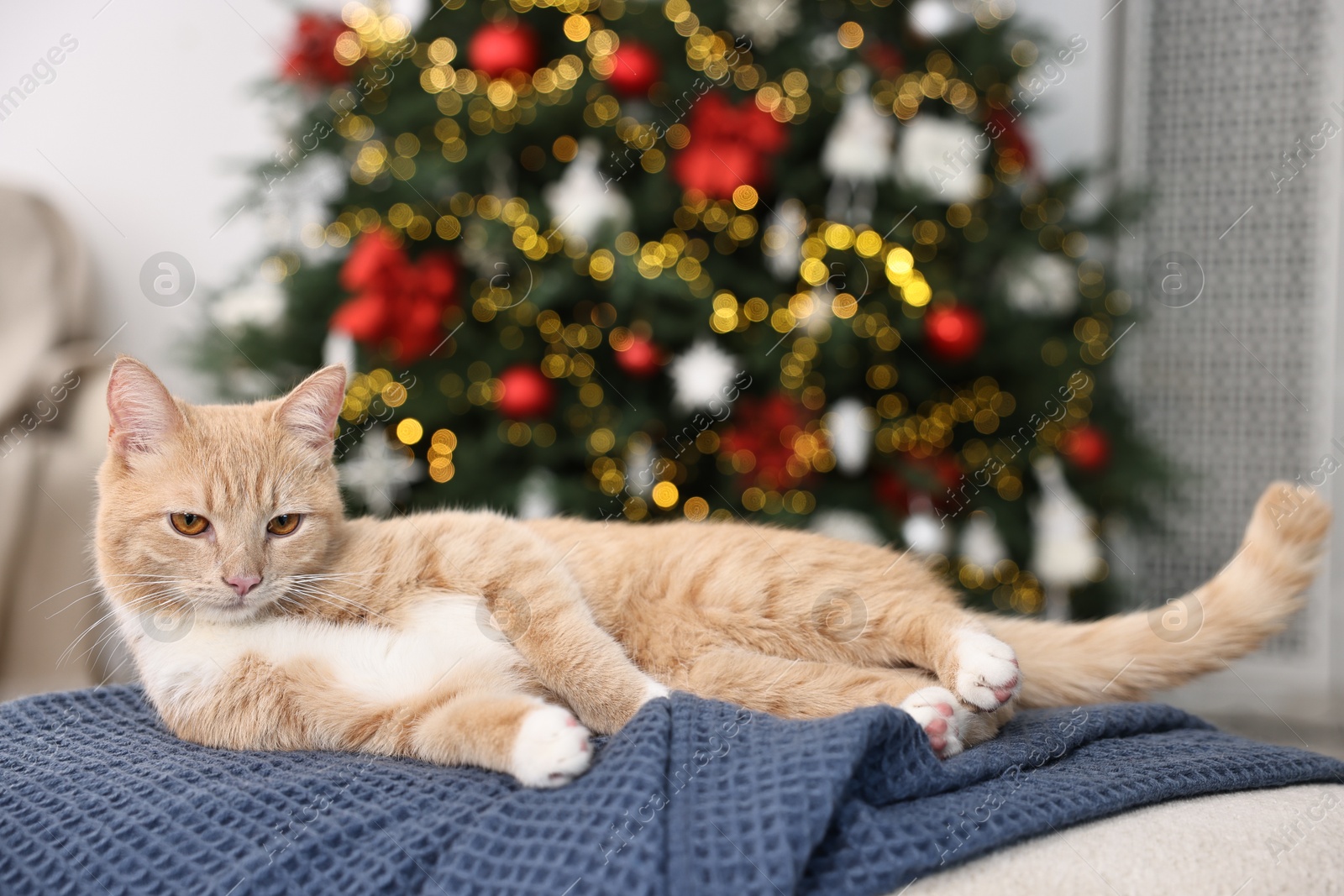 Photo of Cute ginger cat lying on blanket in room decorated for Christmas