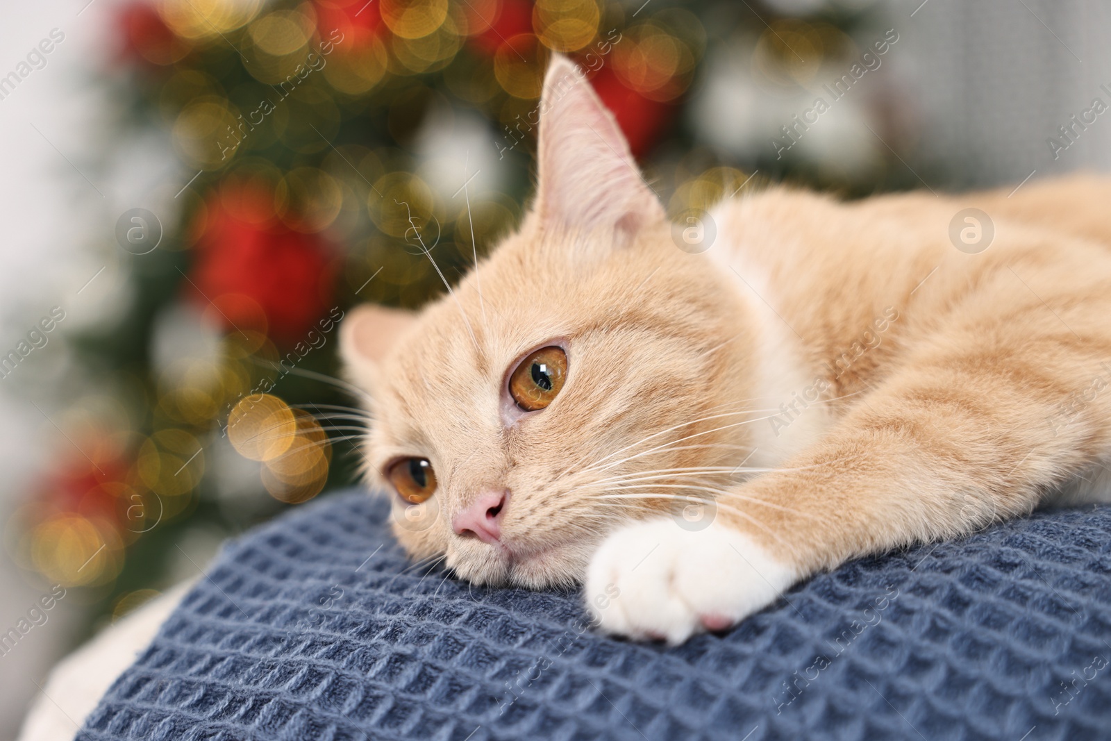 Photo of Cute ginger cat lying on blanket in room decorated for Christmas, closeup