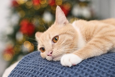 Photo of Cute ginger cat lying on blanket in room decorated for Christmas, closeup