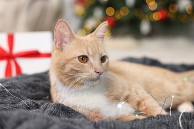 Photo of Cute ginger cat lying on blanket in room decorated for Christmas, closeup