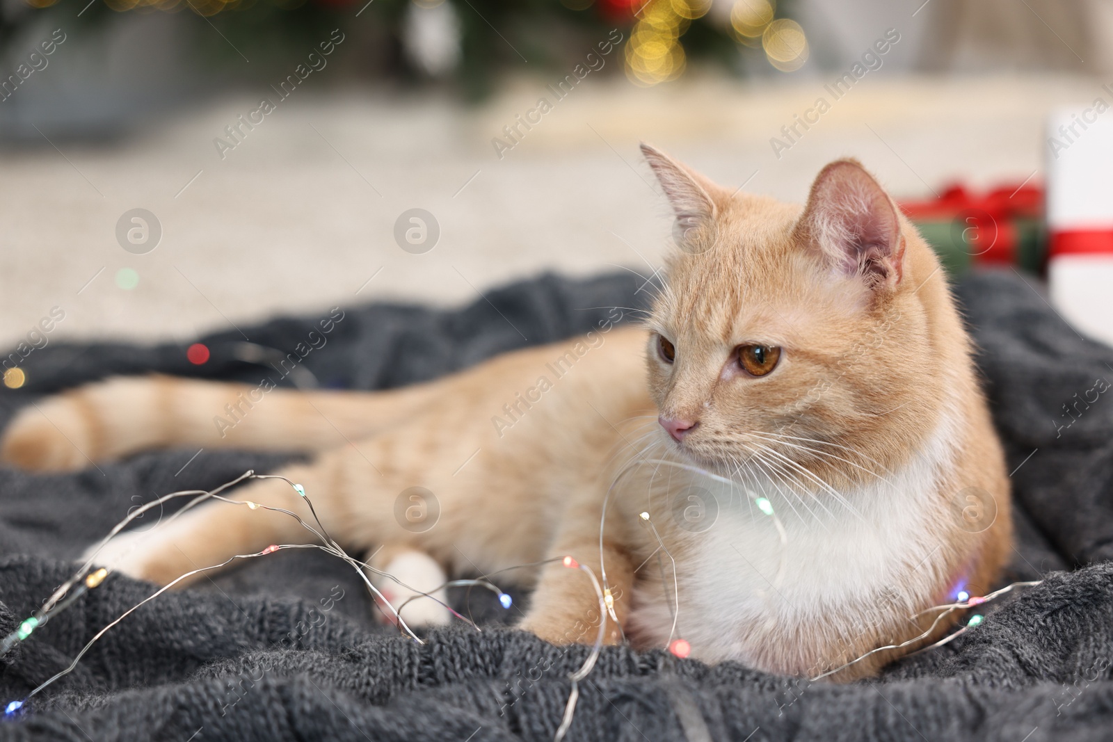 Photo of Cute ginger cat lying on blanket in room decorated for Christmas, closeup