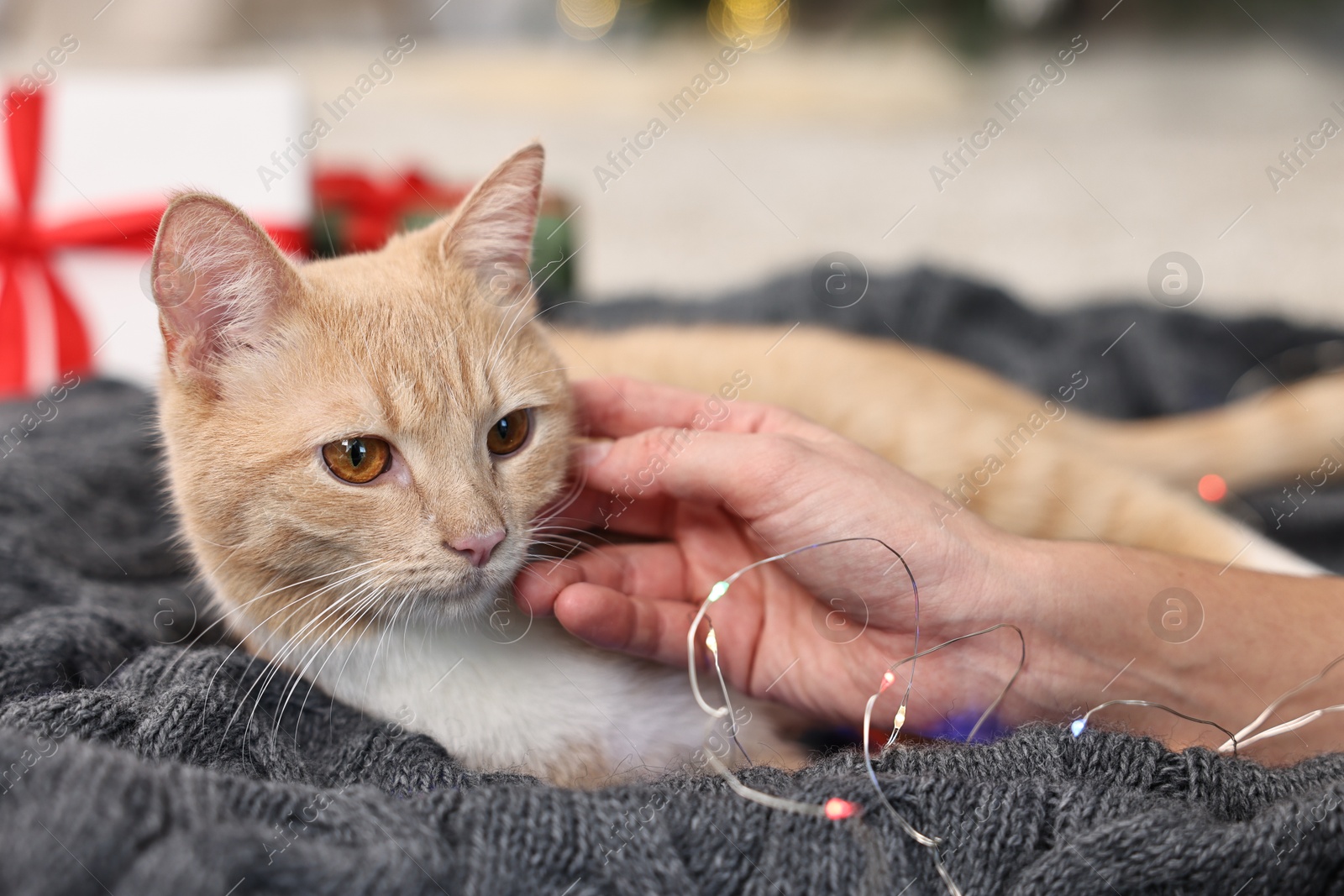 Photo of Woman petting cute ginger cat in room decorated for Christmas, closeup