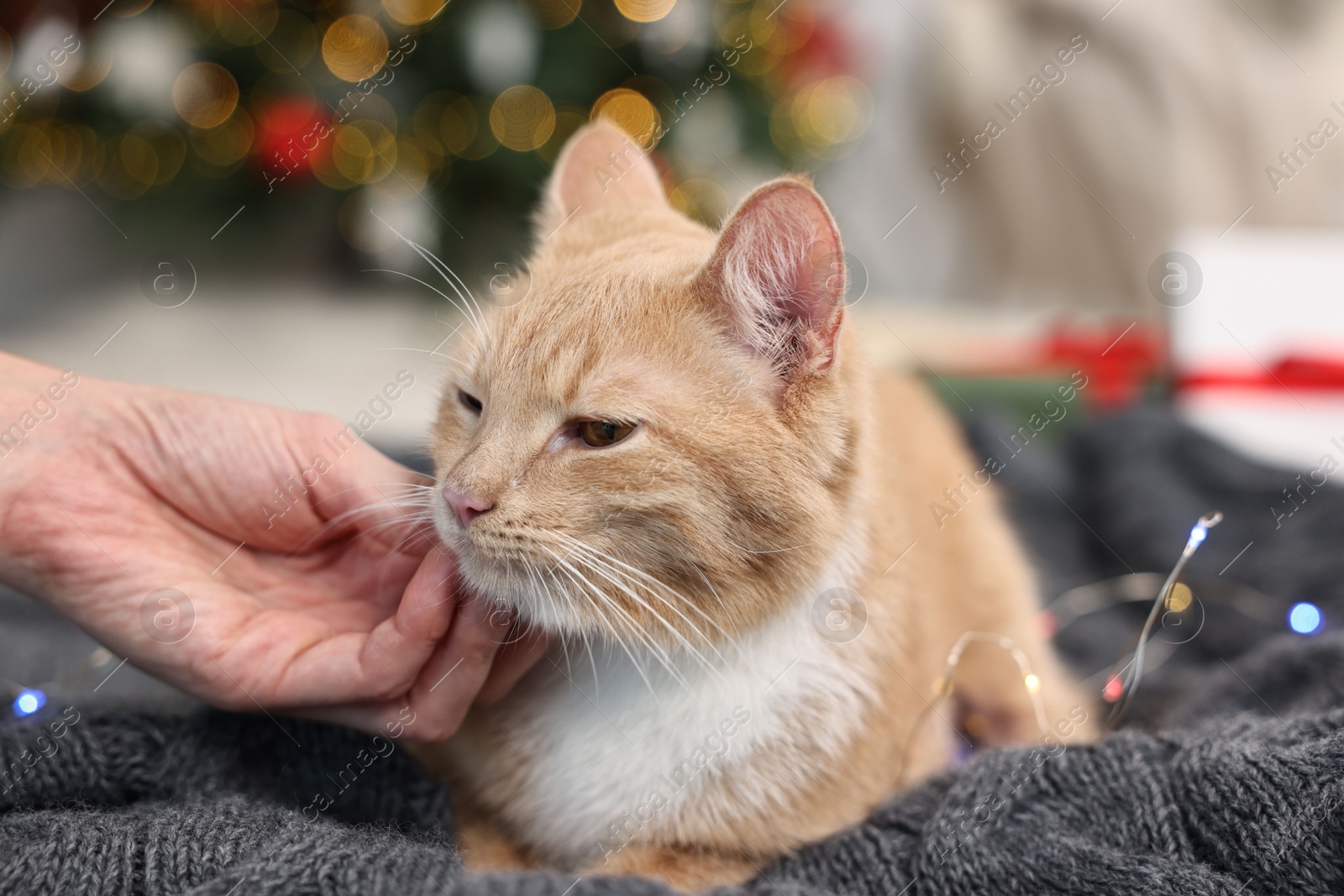 Photo of Woman petting cute ginger cat in room decorated for Christmas, closeup