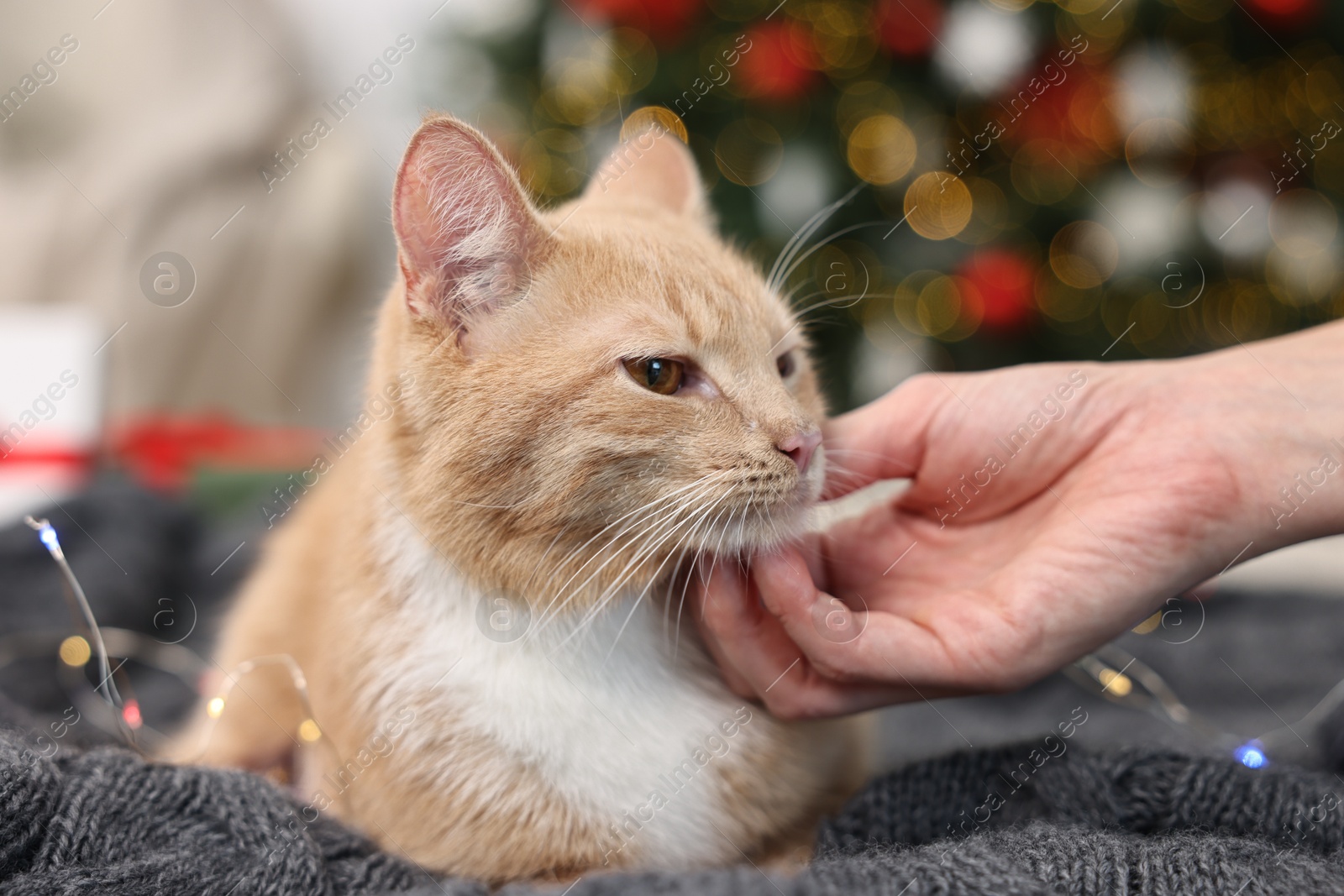 Photo of Woman petting cute ginger cat in room decorated for Christmas, closeup