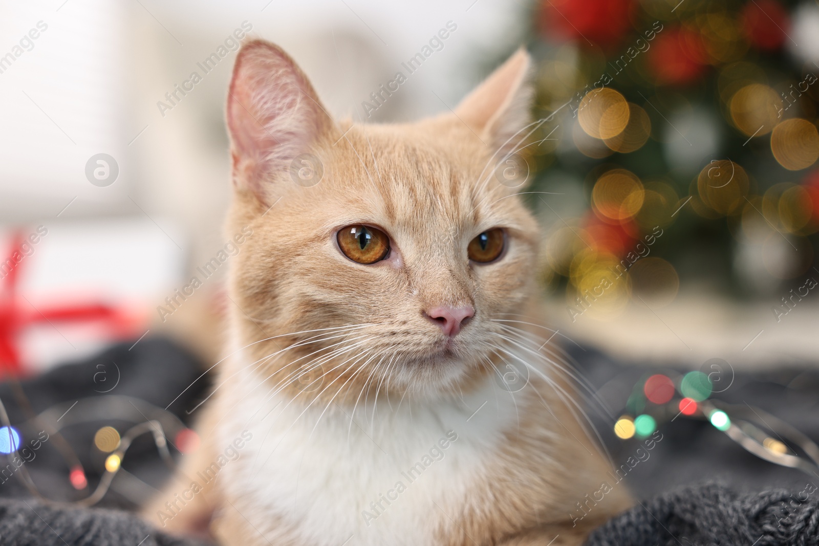 Photo of Cute ginger cat lying on blanket in room decorated for Christmas, closeup